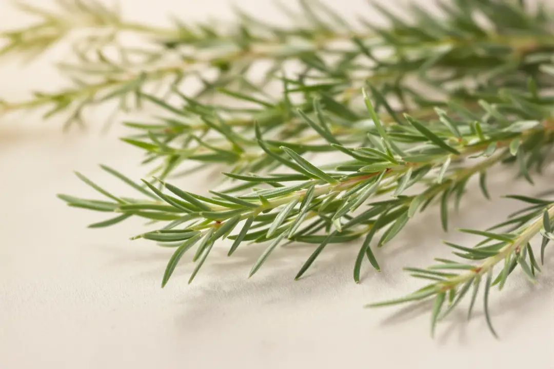 Rosemary oil: what science says about hair
