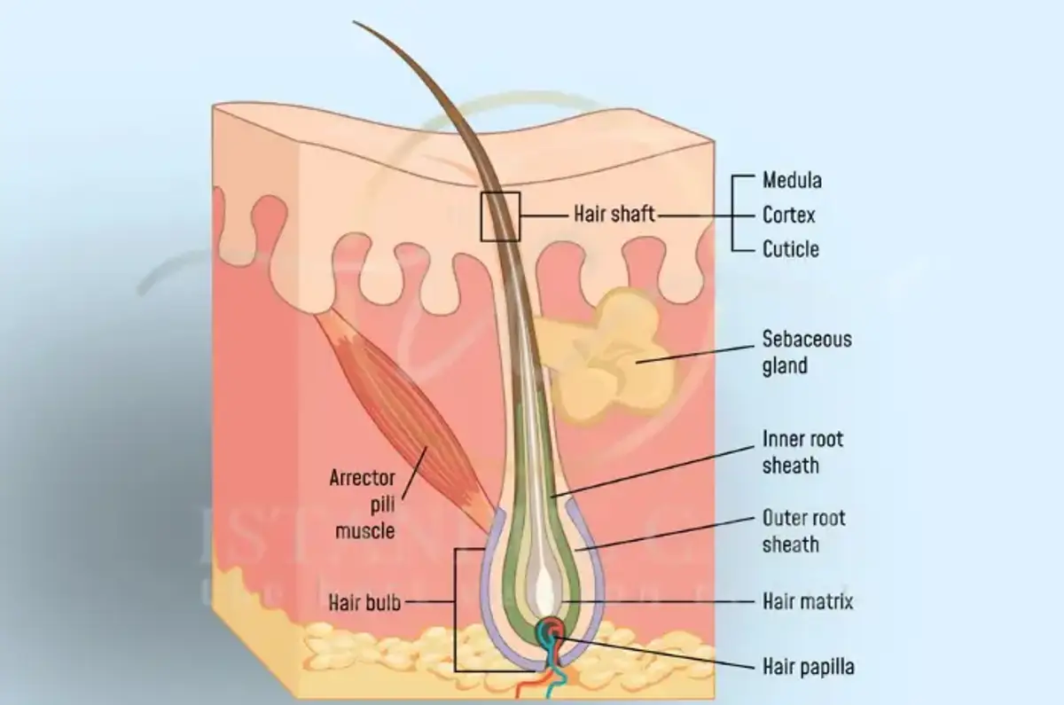 Hair Bulb in the Hair Growth Cycle