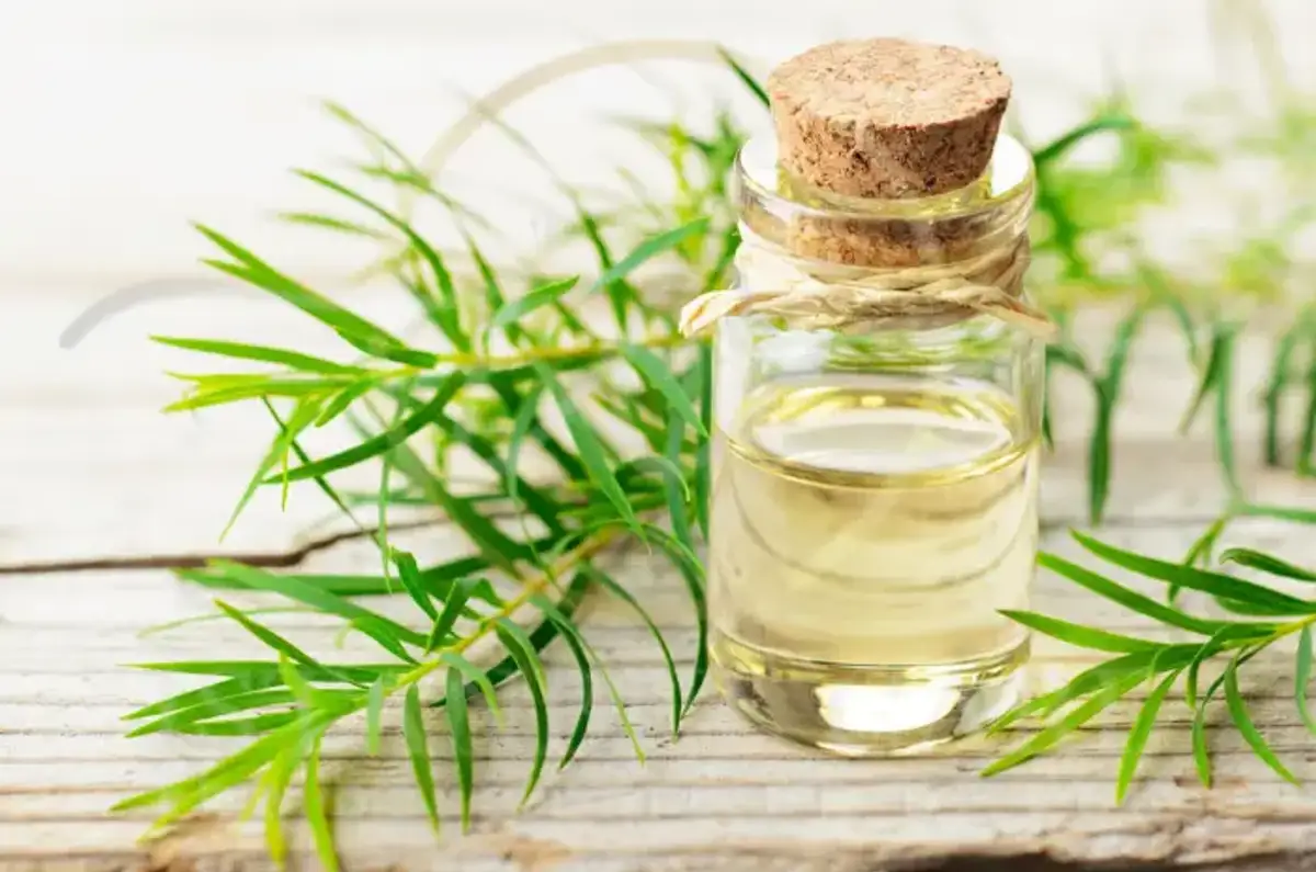 I benefici del Tea Tree Oil per i capelli