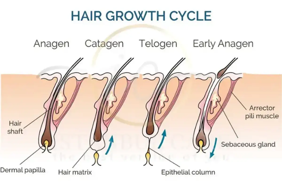 Hair Bulb Structure Role in the Hair Growth Cycle