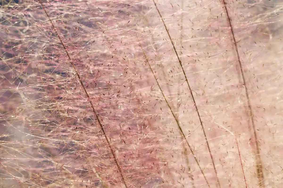 Image showing symptoms of folliculitis on the skin