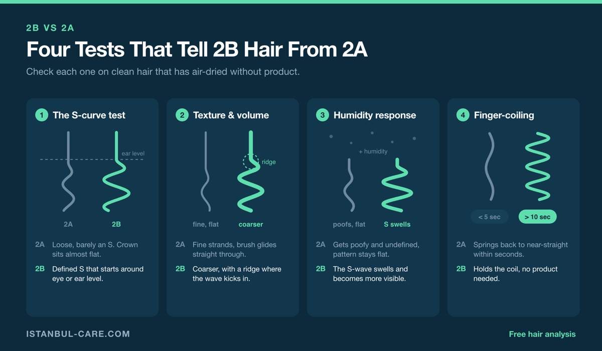 Four-panel diagram comparing 2A and 2B hair: the S-curve test with 2A almost flat at the crown and 2B forming a defined S at ear level, texture and volume, humidity response, and the finger-coiling test where 2B holds a coil over ten seconds.