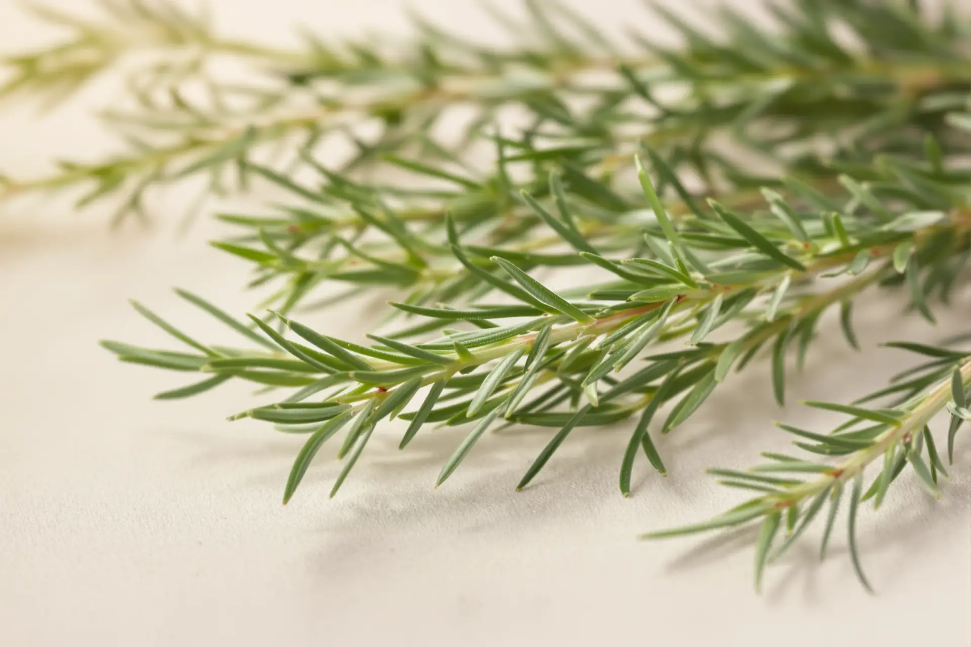 Olio di rosmarino: cosa dice la scienza sui capelli