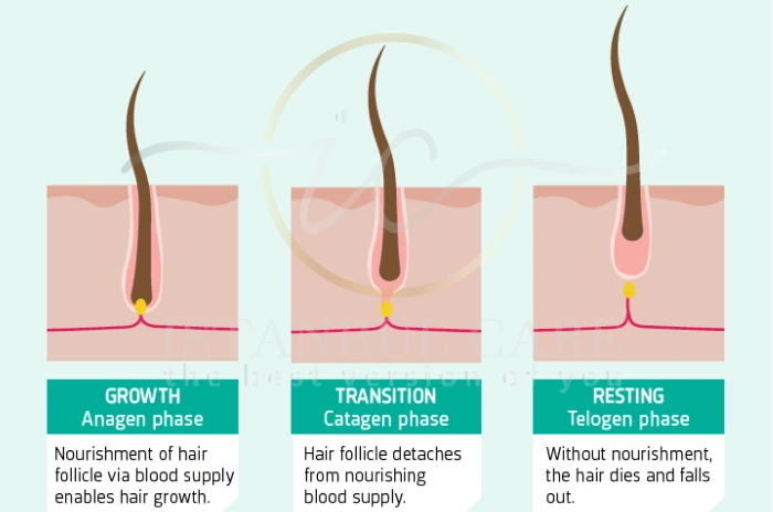 Average hair growth rate Average hair growth rate