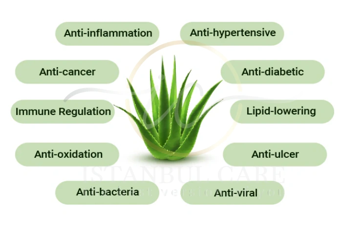 benefits of aloe vera for hair benefits of aloe vera for hair