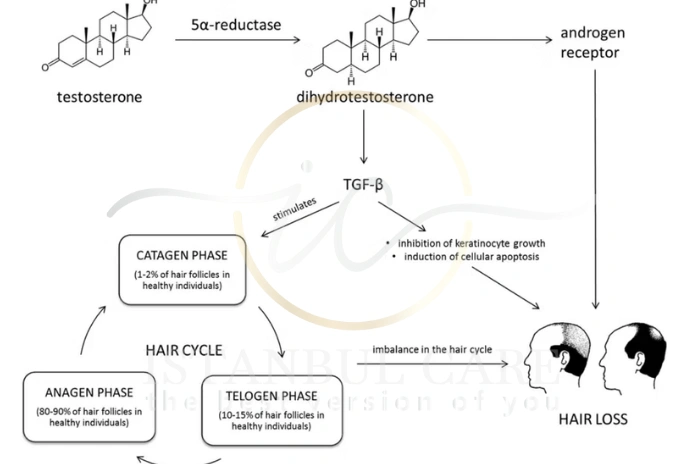 hair follicle and hair shaft hair follicle and hair shaft