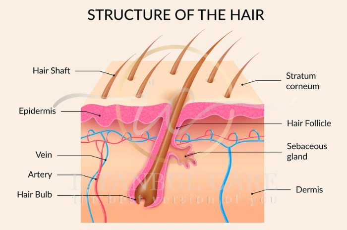 hair shaft hair shaft