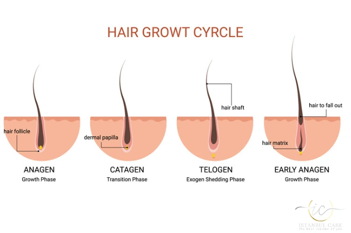 telogen effluvium regrowth telogen effluvium regrowth