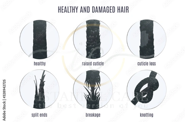 types of hair shafts types of hair shafts