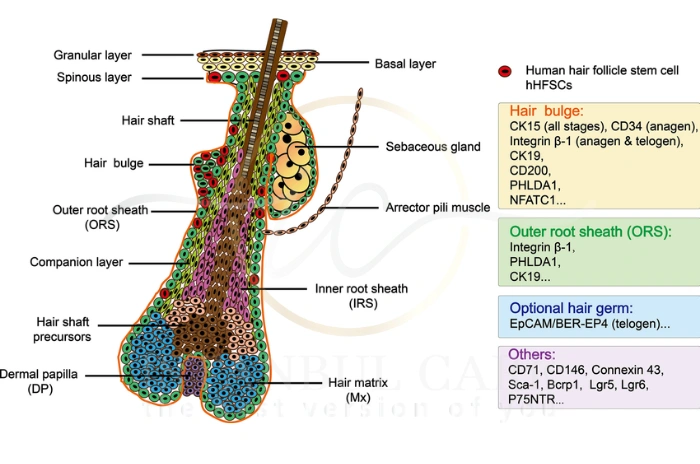 Follicle induction Follicle induction
