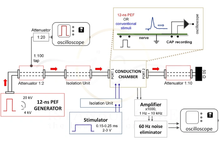 Peripheral Field Stimulation (PFS) Peripheral Field Stimulation (PFS)
