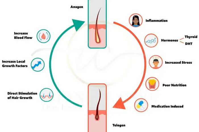Androgenic Hair Loss - Understanding Androgenic Hair Loss Causes and Mechanisms Understanding the Causes and Mechanisms of Androgenic Hair Loss