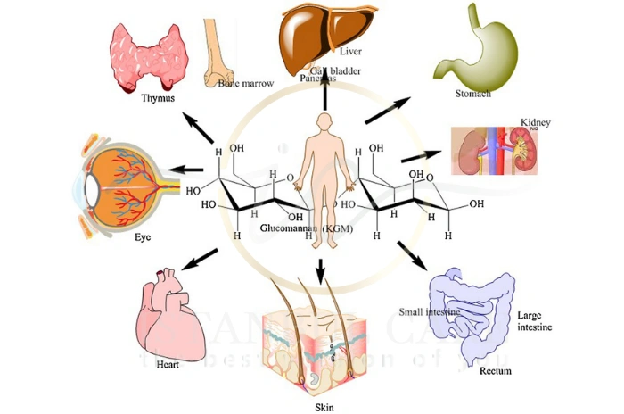 Glucomannan side effects